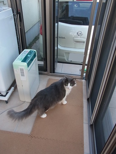 見返りにゃんこ