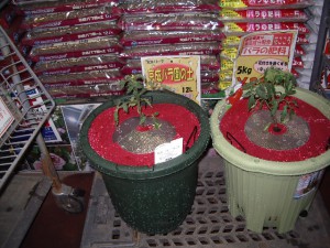 スタッフが植えたトマト2013.406