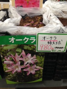 球根　オークラ売場