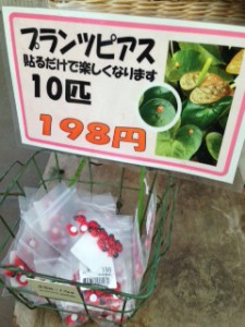 プランツピアス　ポップ