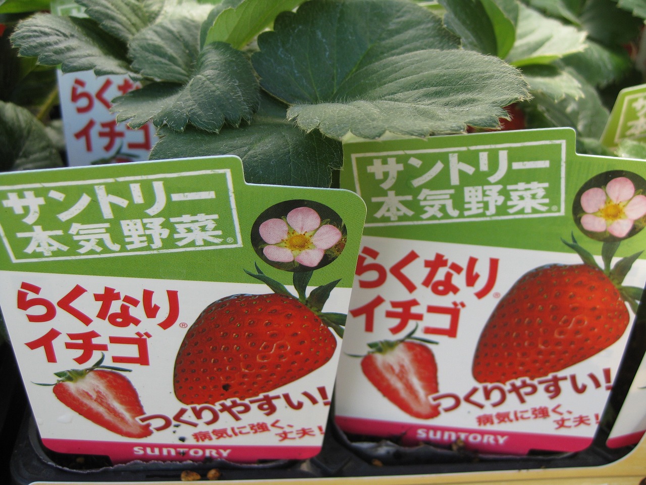 イチゴ苗の植え付け時期です 金沢本店 Blog