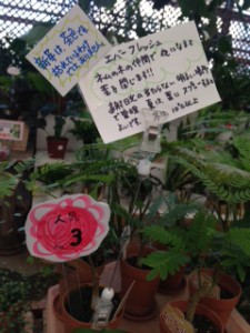インテリアプランツ　エバーフレッシュ