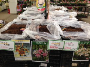 球根　ニンフベロニカフラビア売場