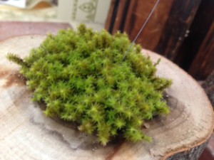 苔アップ