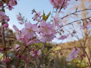 河津桜