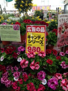 ぺラルゴニウム　キャンディーシリーズ広告
