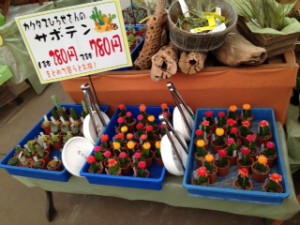 カクタス広瀬　バンドル