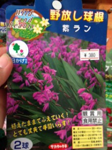 野放し　紫ラン