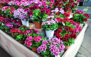sIMG_20150330_144345