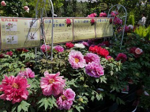 牡丹　開花