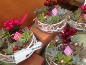 多肉　寄せ植え2015母