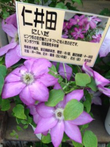 クレマチス　仁井田
