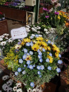 シンフォニー寄せ植え