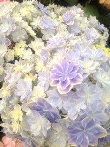 アジサイ　万華鏡