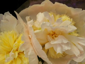 2015-05-31-15-56-53_photo