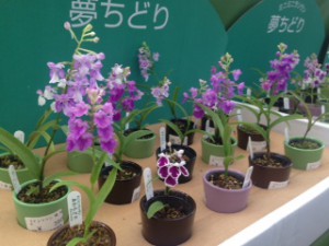 アワチドリ