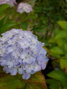 アジサイ咲き始めた