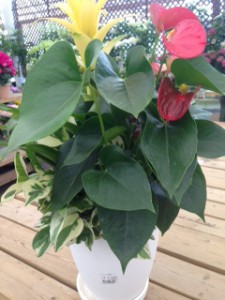 観葉寄せ植え　グズマニア