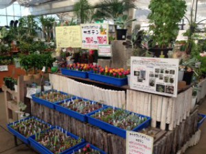 観葉売り場②