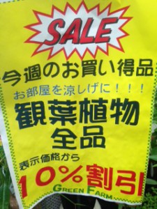 セールポップ観葉10％引き