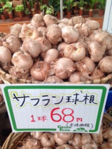 サフラン球根
