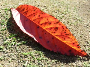 20151026_111006