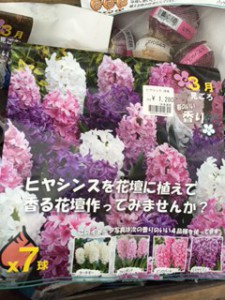 ヒヤシンス　1280円　ピンク