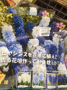 ヒヤシンス1280円　青