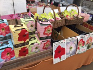 アマリリス買場