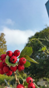 2015-11-18 09.51.25