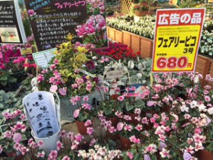 フェアリーピコ　買場
