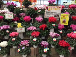 シクラメン買場2015