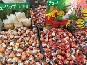 富山産チューリップ