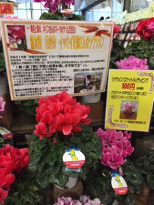 シクラメン　
