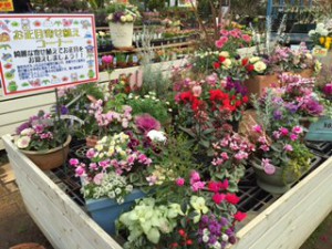 寄せ植え②
