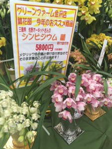 シンビ5800　2015冬おススメ