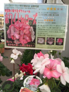 ゼラニウム　ホワイトトゥローズ
