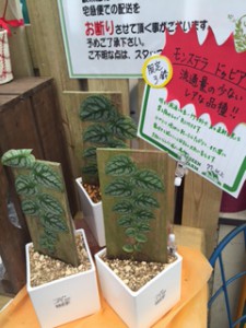 モンステラ　ドゥビア