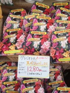グラジオラス　プロモパック