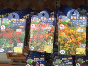 クロコスミア　買場