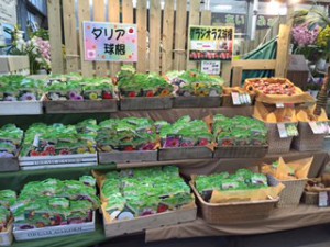 春植え球根買場2016