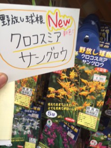 クロコスミア　サングロウ