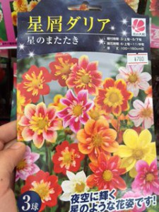 星屑ダリア　星のまたたき