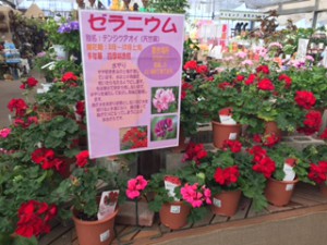 ゼラニウム買場