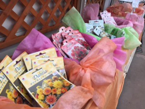 ダリアキャンディーＭＩＸ買場