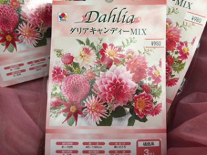 ダリアキャンディーＭＩＸピンク
