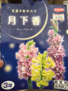 月香花　チューベローズ
