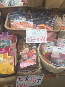 球根