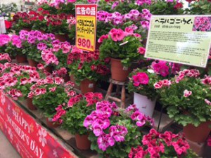 ぺラルゴニウム　　