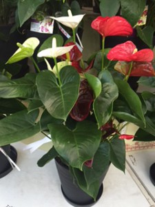 アンスリウム　　　寄せ植え